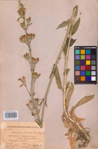 Смолевка клейкая (L.) Pers., Восточная Европа, Центральный лесостепной район (E6) (Россия)