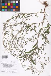 Спорыш птичий, Горец птичий L., Восточная Европа, Центральный район (E4) (Россия)