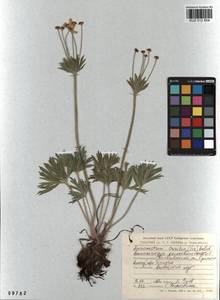 Anemonastrum narcissiflorum subsp. crinitum (Juz.) Raus, Сибирь, Алтай и Саяны (S2) (Россия)