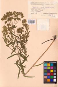 Молочай лозный, Молочай прутьевидный Waldst. & Kit., Восточная Европа, Западный район (E3) (Россия)