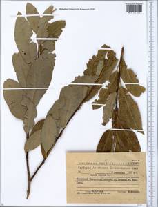 Ива козья L., Сибирь, Западный (Казахстанский) Алтай (S2a) (Казахстан)