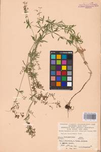 Подмаренник промежуточный Schult., Восточная Европа, Западно-Украинский район (E13) (Украина)