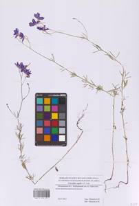 Delphinium consolida subsp. consolida, Восточная Европа, Московская область и Москва (E4a) (Россия)