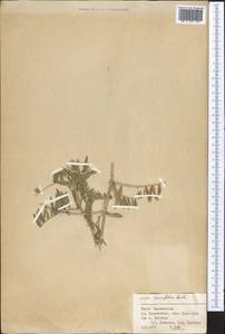 Горошек тонколистный Roth, Средняя Азия и Казахстан, Памир и Памиро-Алай (M2) (Таджикистан)