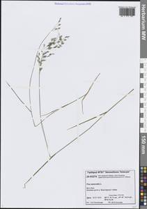 Мятлик дубравный L., Сибирь, Центральная Сибирь (S3) (Россия)