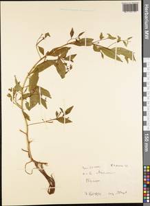 Magnoliopsida, Австралия и Океания (AUSTR) (Самоа)