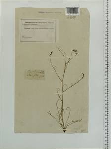 Crepidiastrum tenuifolium (Willd.) Sennikov, Сибирь, Алтай и Саяны (S2) (Россия)