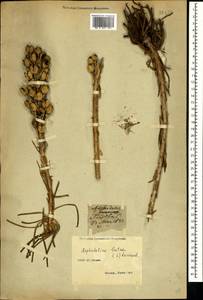 Асфоделина желтая (L.) Rchb., Крым (KRYM) (Россия)