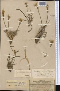 Pseudopodospermum pubescens (DC.) Zaika, Sukhor. & N. Kilian, Средняя Азия и Казахстан, Памир и Памиро-Алай (M2) (Таджикистан)