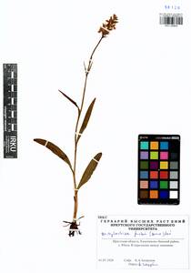 Пальчатокоренник Фукса (Druce) Soó, Сибирь, Прибайкалье и Забайкалье (S4) (Россия)