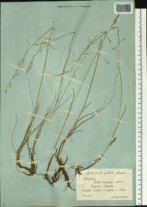 Dupontia fulva (Trin.) Röser & Tkach, Сибирь, Якутия (S5) (Россия)