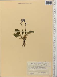 Primula amoena subsp. meyeri (Rupr.) Valentine & Lamond, Кавказ, Ставропольский край, Карачаево-Черкесия, Кабардино-Балкария (K1b) (Россия)