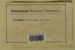 Acaulon triquetrum (Spruce) Müll. Hal., Гербарий мохообразных, Мхи - Западная Европа (BEu) (Неизвестно)