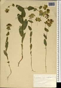 Bupleurum lophocarpum Boiss. & Balansa, Зарубежная Азия (ASIA) (Турция)