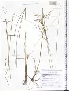 Poa pratensis subsp. pratensis, Сибирь, Дальний Восток (S6) (Россия)