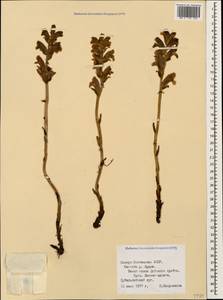 Заразиха, Кавказ, Северная Осетия, Ингушетия и Чечня (K1c) (Россия)