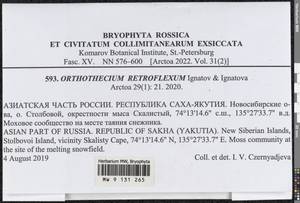 Orthothecium retroflexum Ignatov & Ignatova, Гербарий мохообразных, Мхи - Якутия (B19) (Россия)
