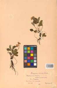 Земляника зеленая, Полуница Duchesne, Восточная Европа, Центральный лесостепной район (E6) (Россия)