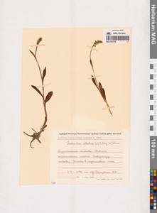 Псевдорхис беловатый (L.) Á.Löve & D.Löve, Восточная Европа, Северный район (E1) (Россия)