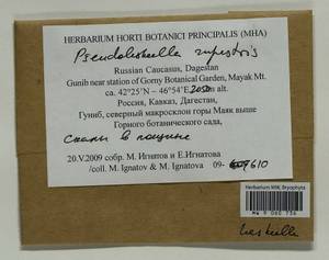 Pseudoleskeella rupestris (Berggr.) Hedenäs & L. Söderstr., Гербарий мохообразных, Мхи - Северный Кавказ и Предкавказье (B12) (Россия)