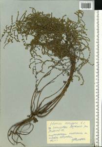 Artemisia caerulescens subsp. caerulescens, Восточная Европа, Центральный лесостепной район (E6) (Россия)