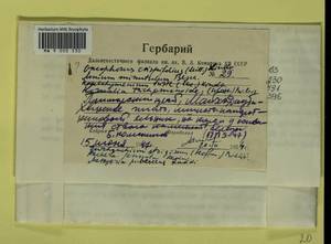 Anomodon tristis (Ces.) Sull., Гербарий мохообразных, Мхи - Дальний Восток (без Чукотки и Камчатки) (B20) (Россия)