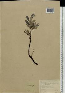 Ива лопарская L., Восточная Европа, Московская область и Москва (E4a) (Россия)