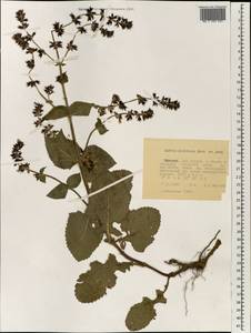 Salvia nilotica Juss. ex Jacq., Африка (AFR) (Эфиопия)