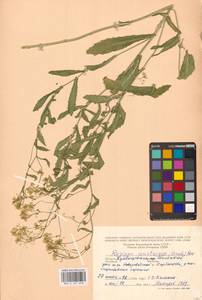 Жерушник австрийский (Crantz) Besser, Восточная Европа, Средневолжский район (E8) (Россия)