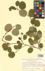 Amelanchier × spicata (Lam.) K.Koch, Восточная Европа, Центральный район (E4) (Россия)