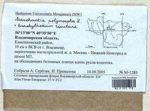 Marchantia polymorpha L., Гербарий мохообразных, Мхи - Центральное Нечерноземье (B6) (Россия)