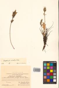 Oxytropis adamsiana subsp. erecta (Kom.) Kuvaev, Сибирь, Дальний Восток (S6) (Россия)