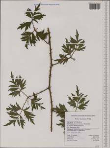 Rubus laciniatus Willd., Западная Европа (EUR) (Германия)