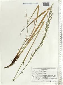 Lolium pratense (Huds.) Darbysh., Восточная Европа, Белоруссия (E3a) (Белоруссия)