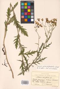 Jacobaea erucifolia subsp. grandidentata (Ledeb.) V. V. Fateryga & Fateryga, Восточная Европа, Московская область и Москва (E4a) (Россия)