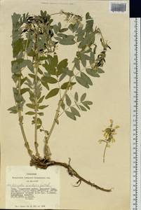 Астрагал саралинский N.F. Gontscharow, Сибирь, Алтай и Саяны (S2) (Россия)