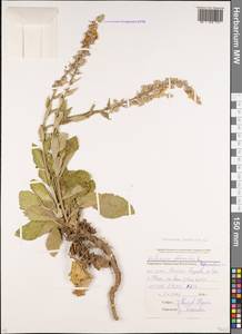 Коровяк лекарственный L., Кавказ, Ставропольский край, Карачаево-Черкесия, Кабардино-Балкария (K1b) (Россия)