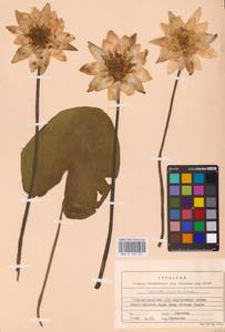 Кувшинка белоснежная C.Presl, Восточная Европа, Нижневолжский район (E9) (Россия)