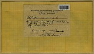 Polytrichum commune Hedw., Гербарий мохообразных, Мхи - Центральное Нечерноземье (B6) (Россия)