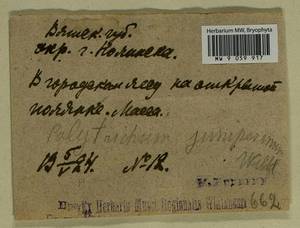 Polytrichum juniperinum Hedw., Гербарий мохообразных, Мхи - Пермский край, Удмуртия, Свердловская и Кировская области (B8) (Россия)