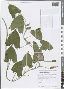 Calystegia sepium subsp. americana (Sims) Brummitt, Сибирь, Прибайкалье и Забайкалье (S4) (Россия)