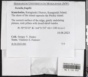 Tortella fragilis (Drumm.) Limpr., Гербарий мохообразных, Мхи - Чукотка и Камчатка (B21) (Россия)