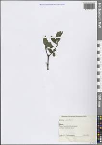 Свидина южная (C.A.Mey.) Jáv., Крым (KRYM) (Россия)