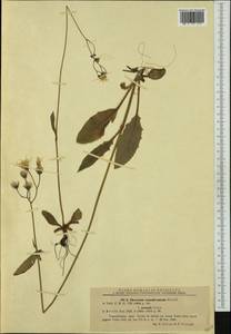 Hieracium transylvanicum Heuff., Западная Европа (EUR) (Румыния)