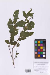 Ива мирзинолистная, Ива чернеющая Salisb., Восточная Европа, Московская область и Москва (E4a) (Россия)