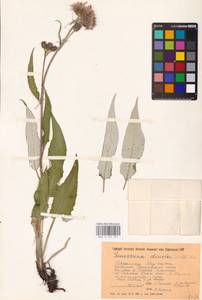 Соссюрея разноцветная (Willd.) DC., Восточная Европа, Западно-Украинский район (E13) (Украина)