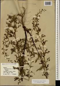 Scrophularia olgae Grossh., Кавказ, Армения (K5) (Армения)