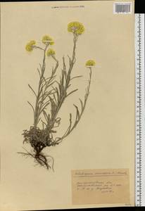 Цмин песчаный (L.) Moench, Восточная Европа, Южно-Украинский район (E12) (Украина)