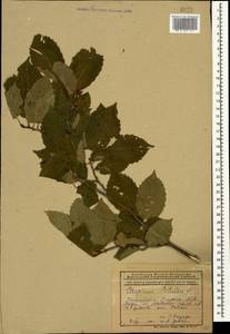 Граб обыкновенный, Граб кавказский L., Кавказ, Армения (K5) (Армения)