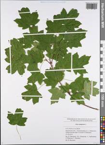 Клен полевой, Клен равнинный L., Восточная Европа, Средневолжский район (E8) (Россия)
